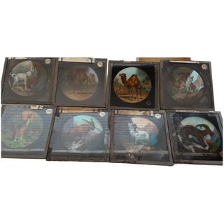 Victorian Magic Lantern Glass Plates x 8 - ANIMALS