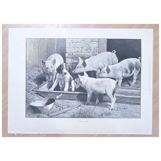 Full Page Illustrated London News 1895 