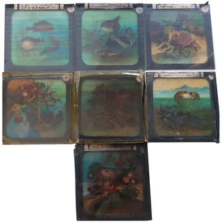 Victorian Magic Lantern Glass Plates - 9 x FISH Series