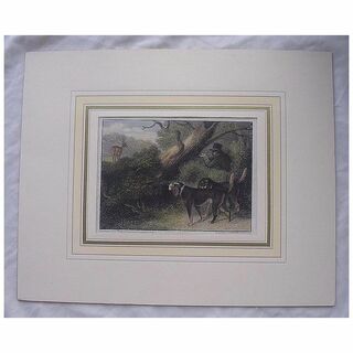 1823 Hand Coloured Engraving 'BLOOD HOUNDS'